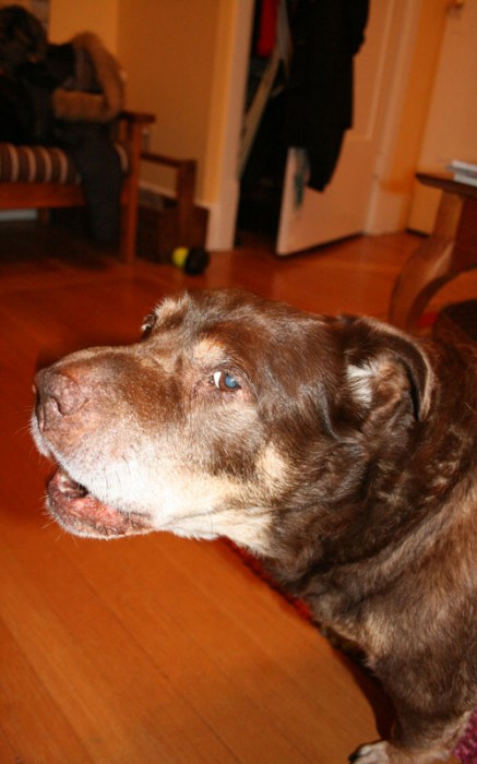 cocoa-bark
