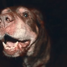 cocoa-eel