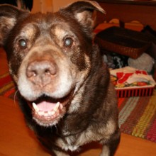 cocoa-happy