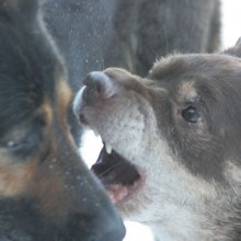 cocoa-playfight
