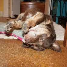 cocoa-upsidedown