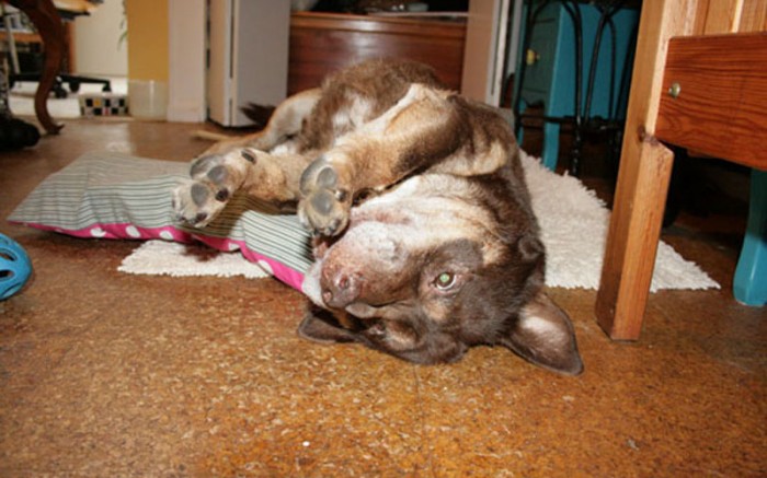 cocoa-upsidedown